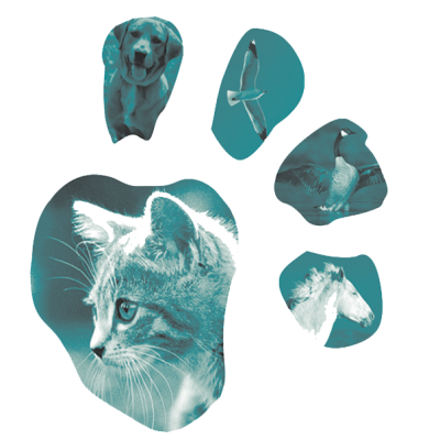 paw