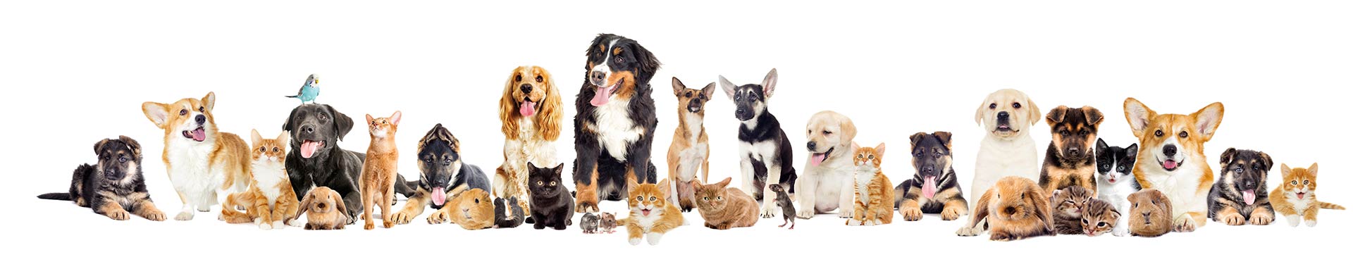pet-footer