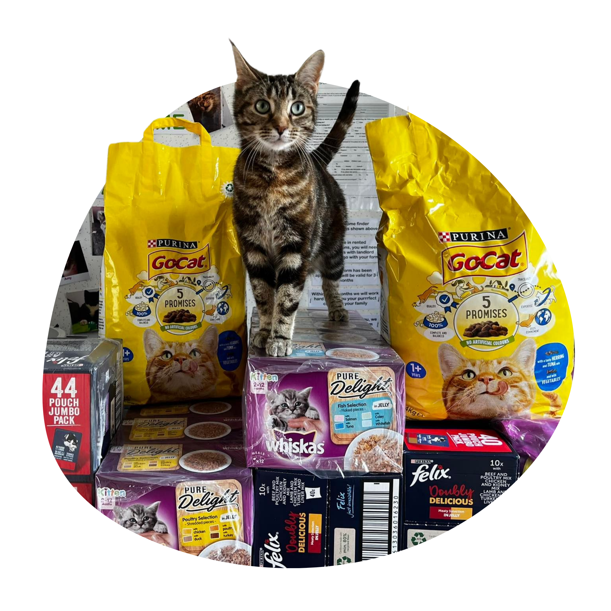 ManxSPCA Templates (8)