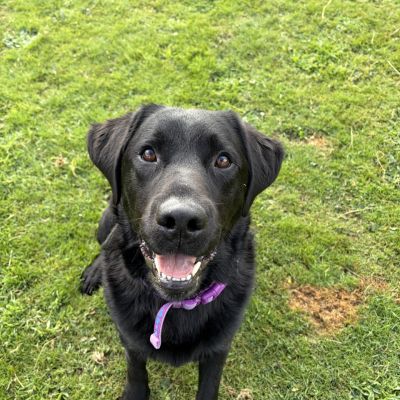 Hudson *ADOPTION IN PROCESS**