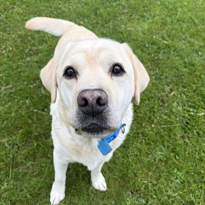 Harry **ADOPTION IN PROCESS**