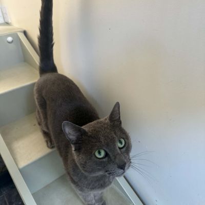 Archie