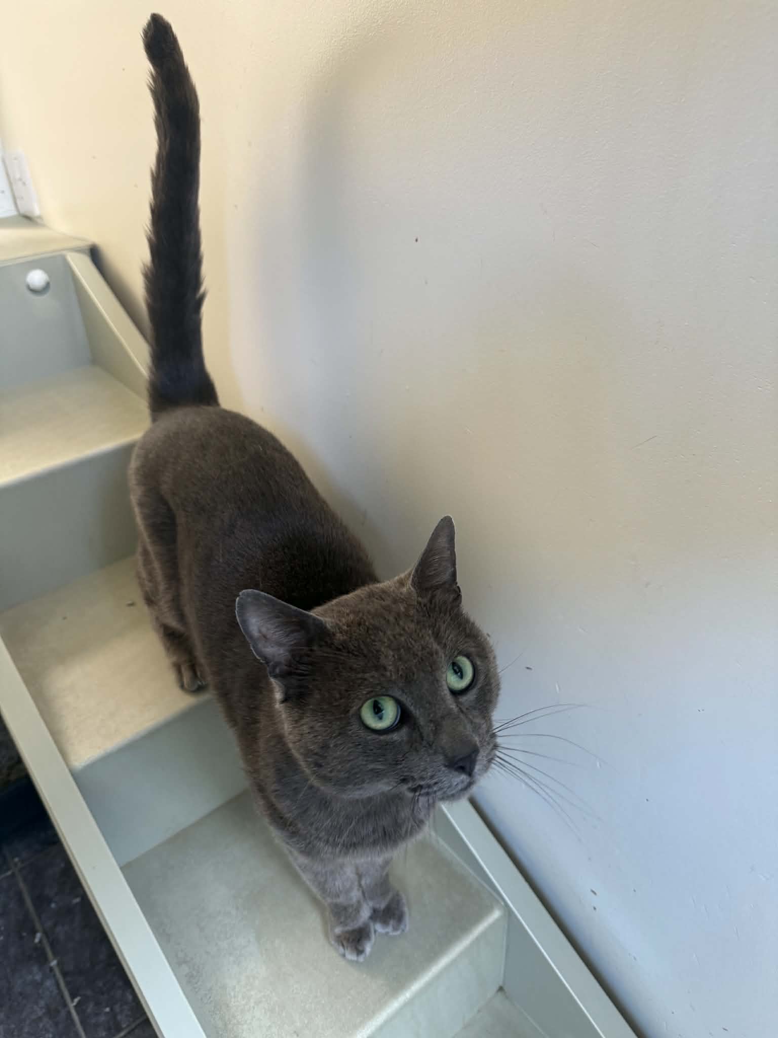 Archie