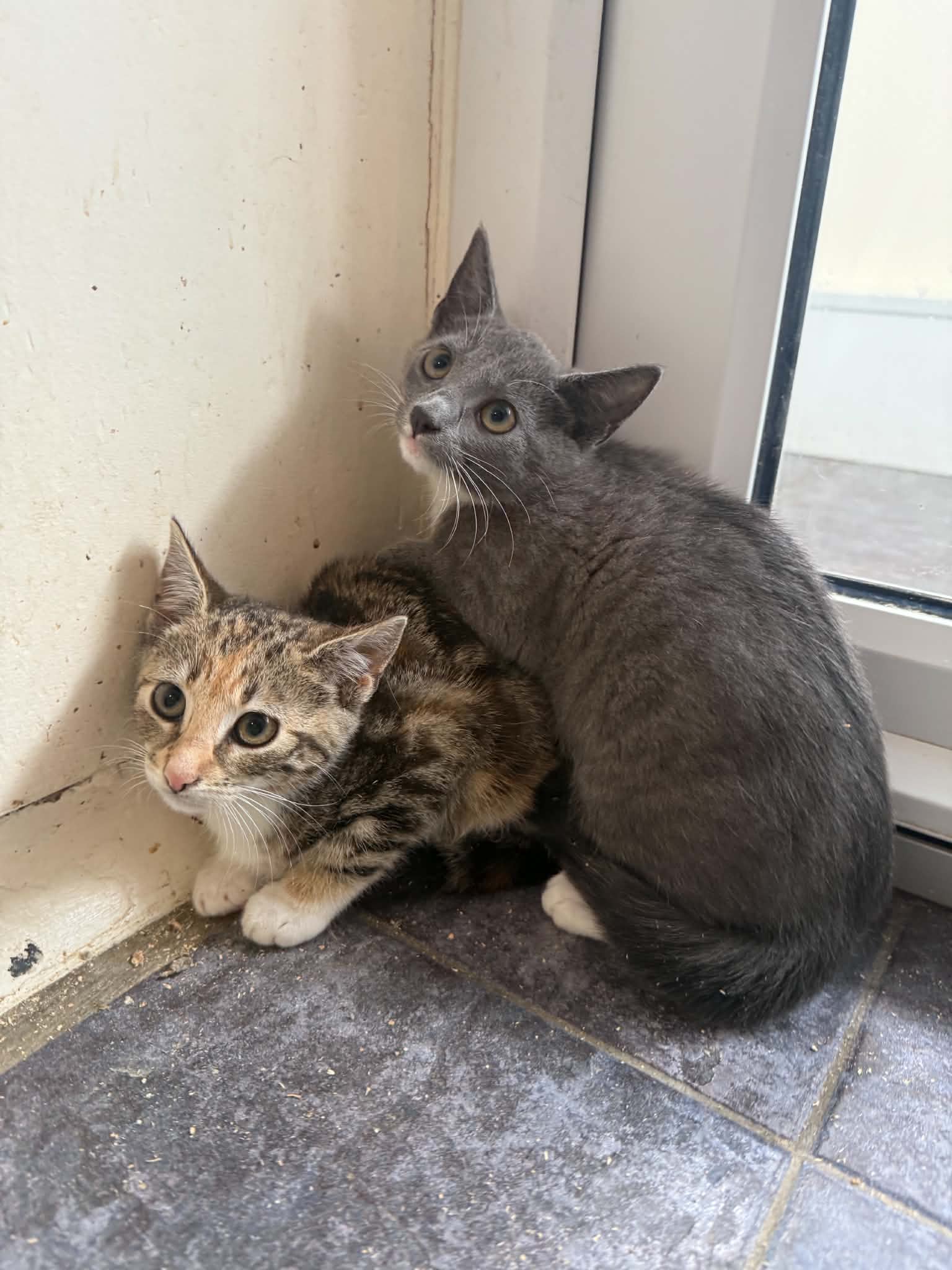 Belle & Mulan