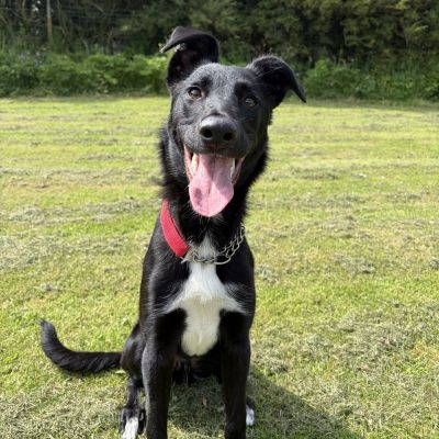 Blue **ADOPTION IN PROCESS**