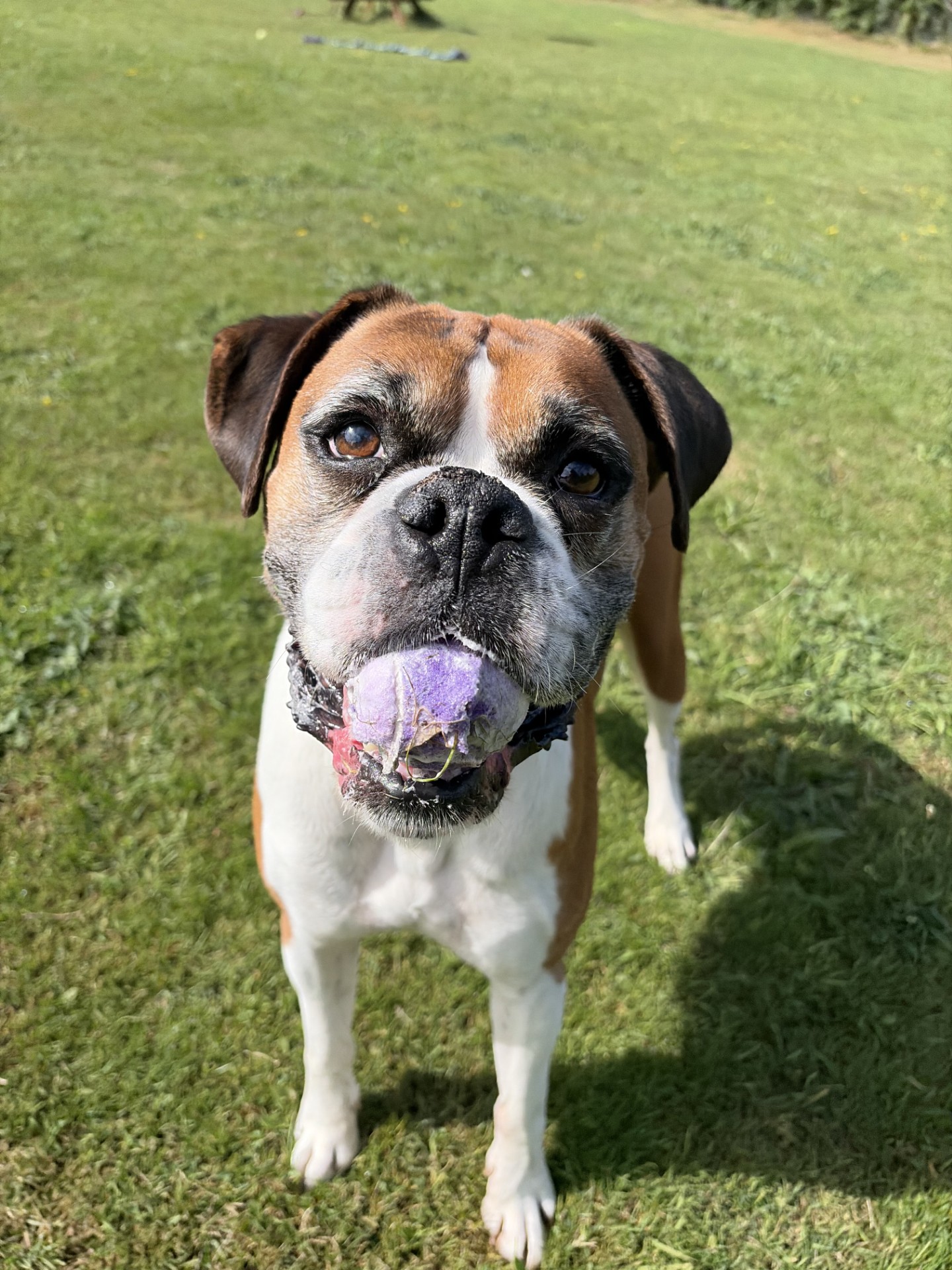 Buster (2)