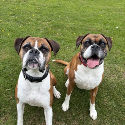 Cookie & Buster