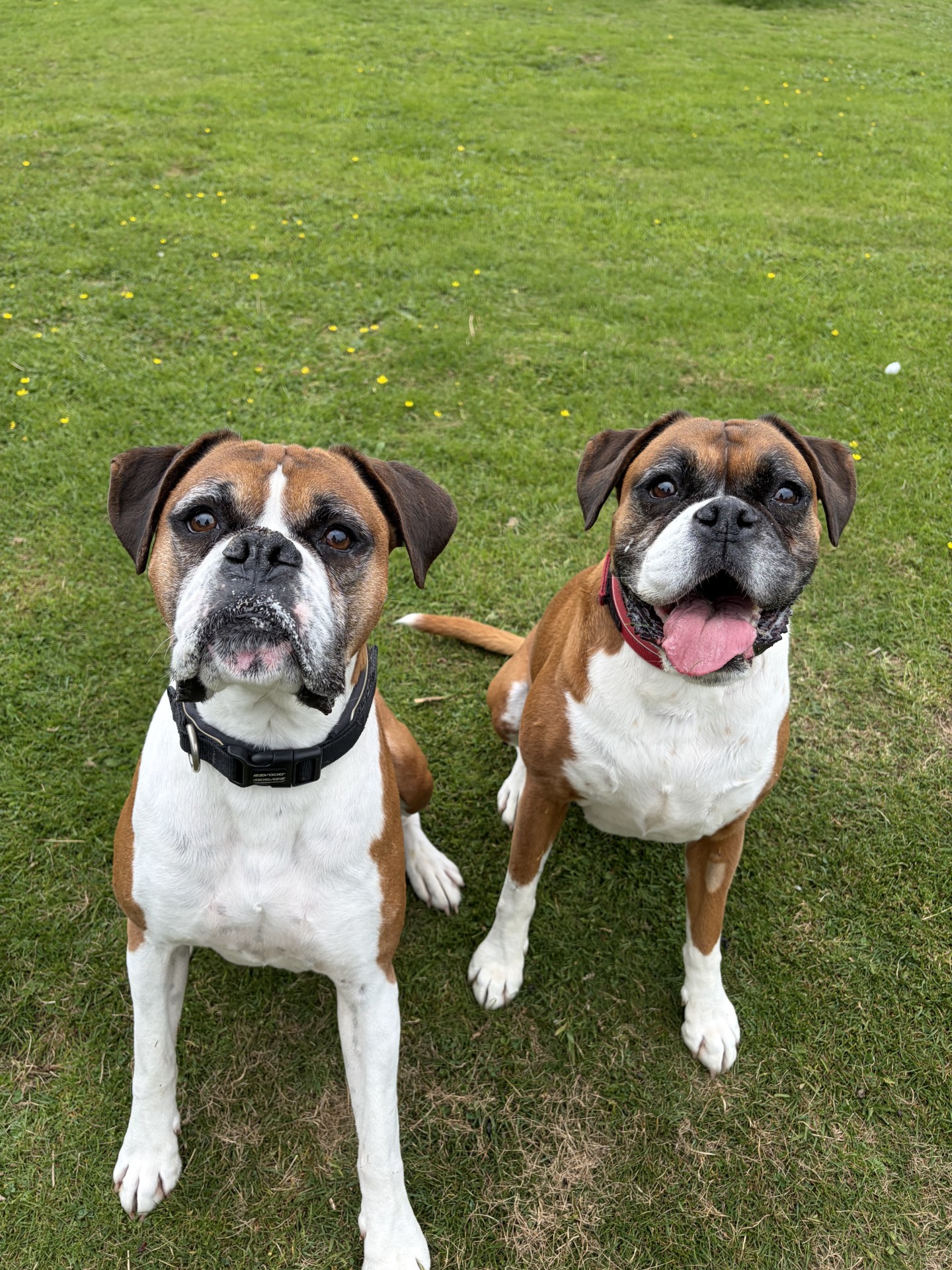 Cookie + Buster (2)