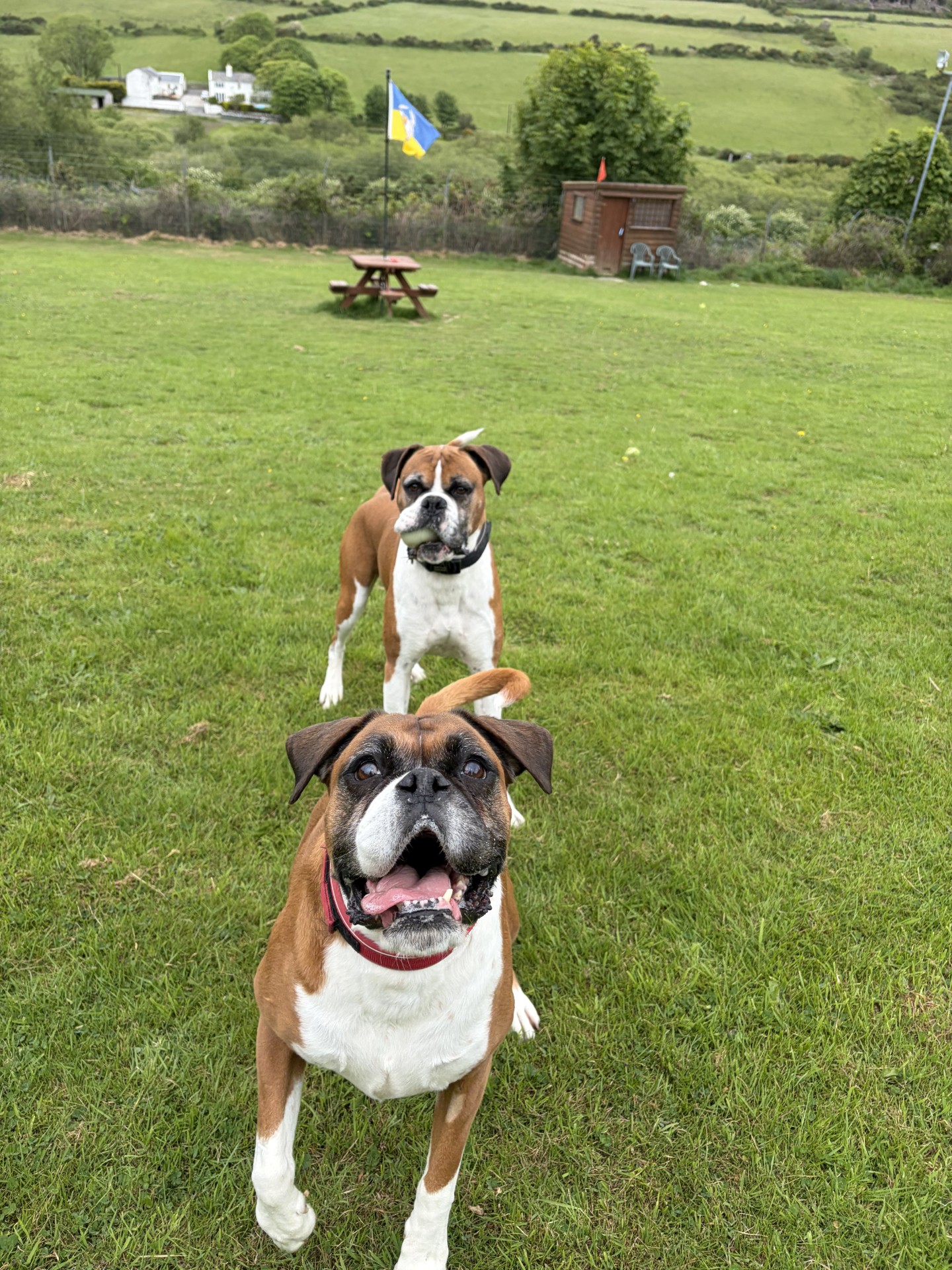 Cookie + Buster (3)