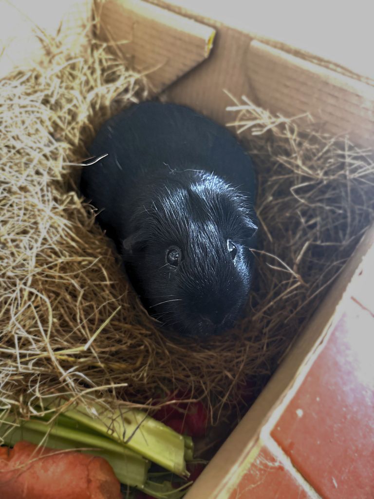 Why Rabbits and Guinea Pigs Are Definitely Not ‘Easy First Pets’