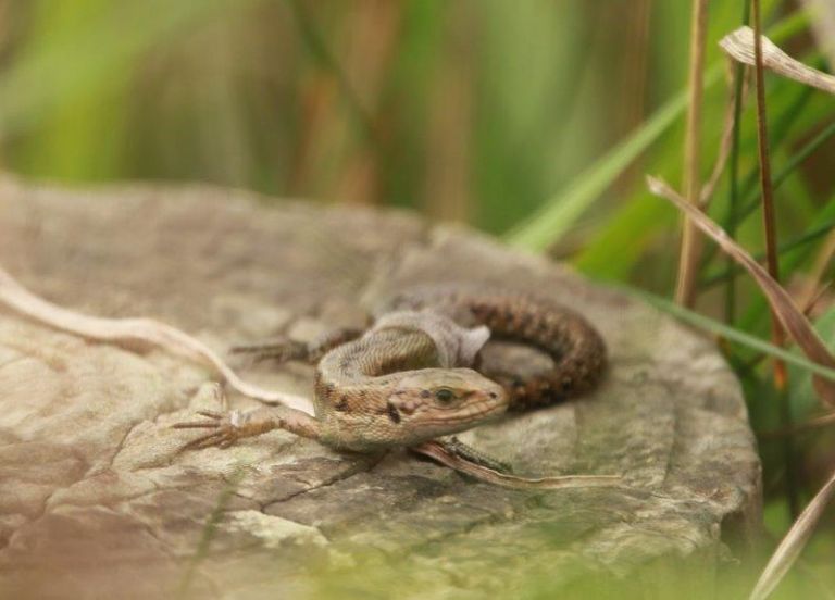 Our Island’s Common Lizard