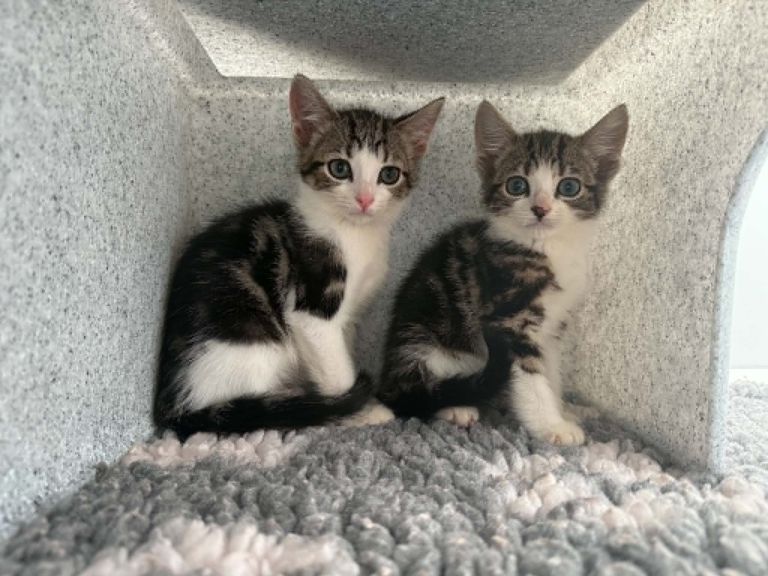 The Hidden Meaning Behind Cats Grooming Each Other