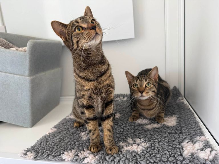 When Another Cat Isn’t the Answer