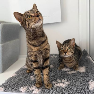 Flash & Maui