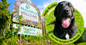 Help Buddy Get the Surgery He Needs (1)