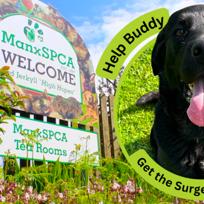 Help Buddy Get the Surgery He Needs (1)