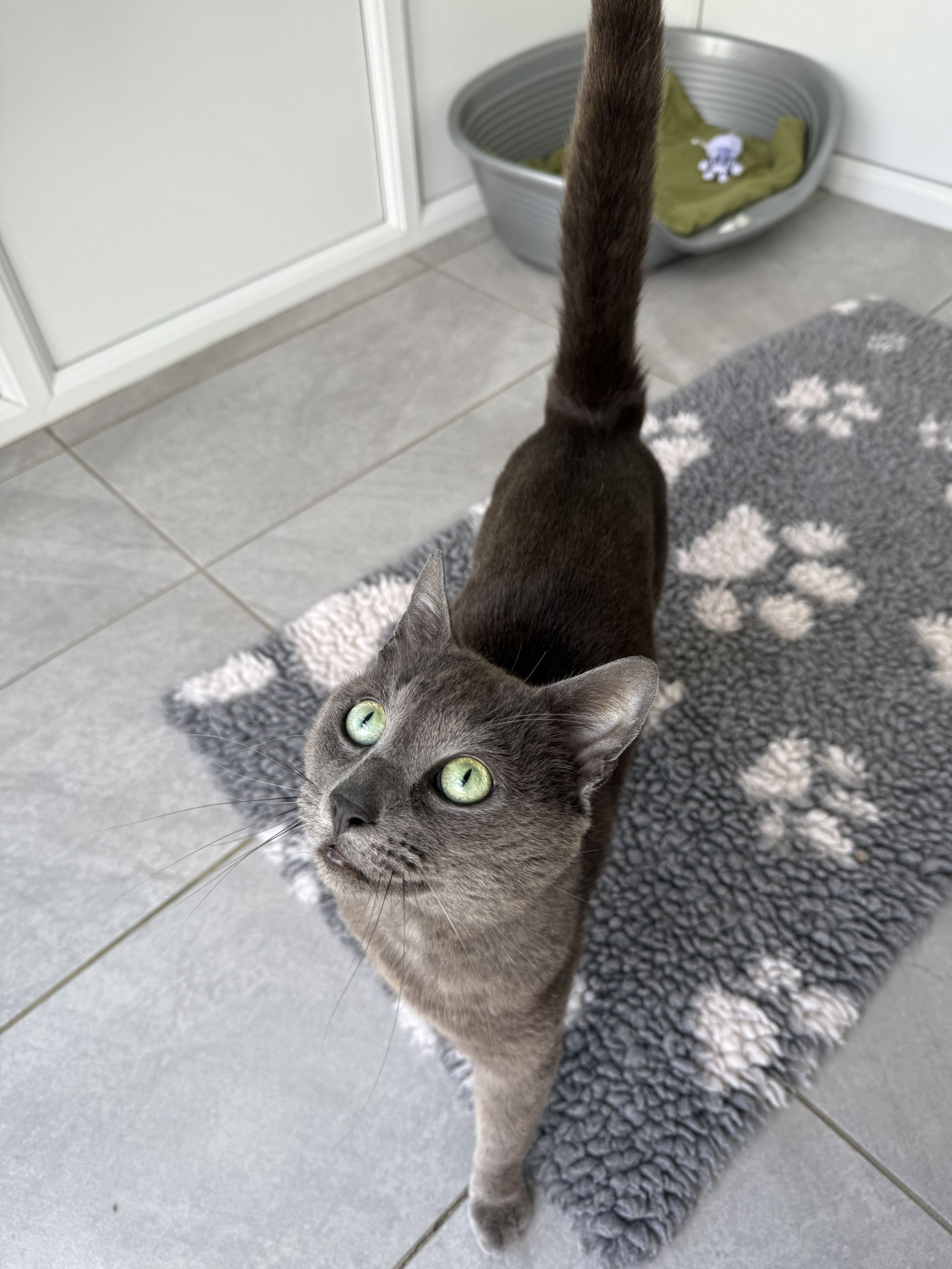 Archie