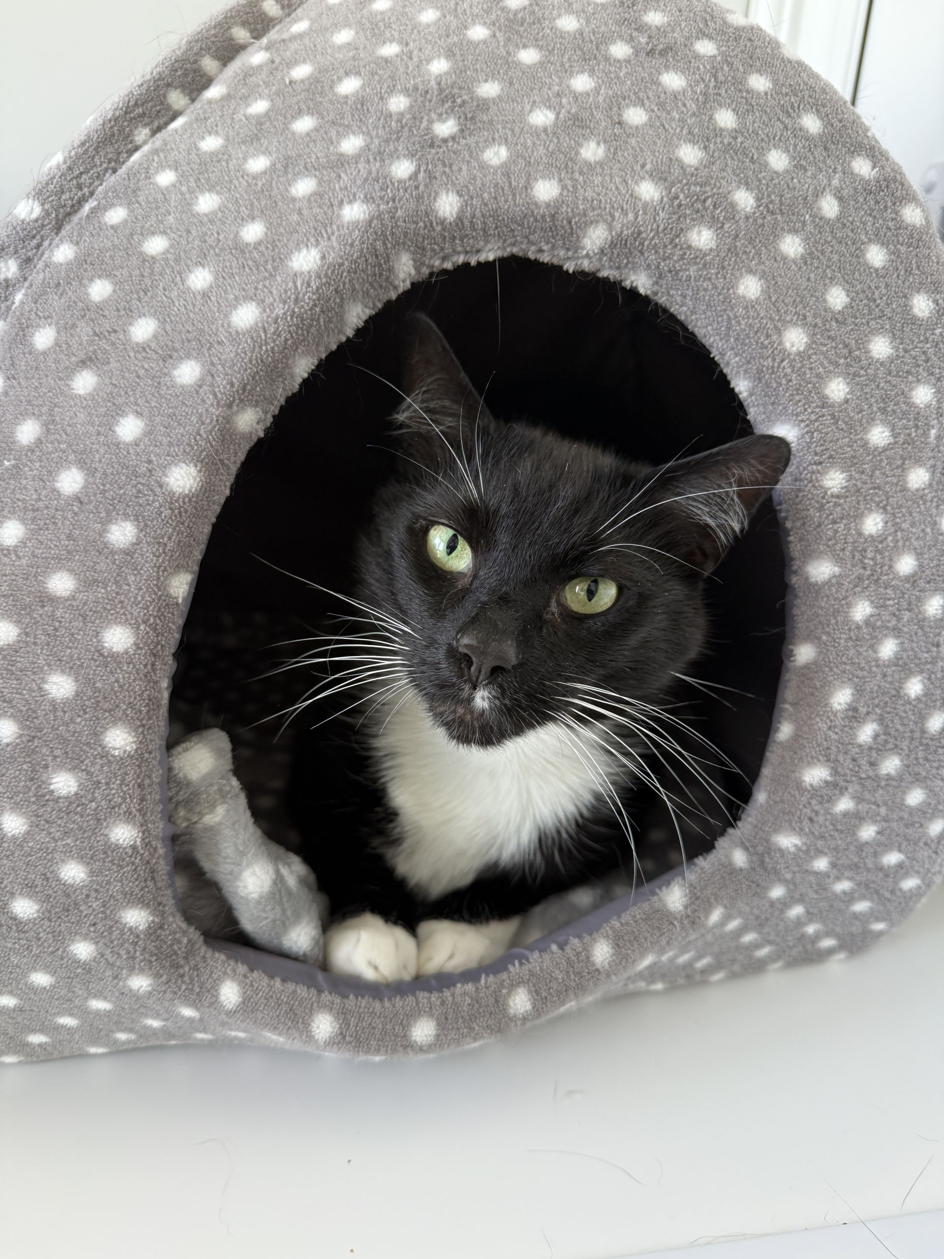 Tom
