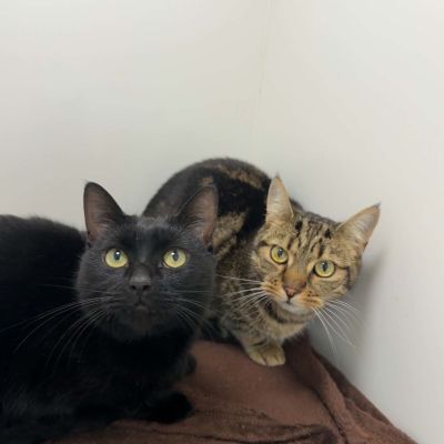 Lila & Arla