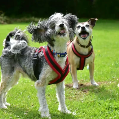 Max & Ruby
