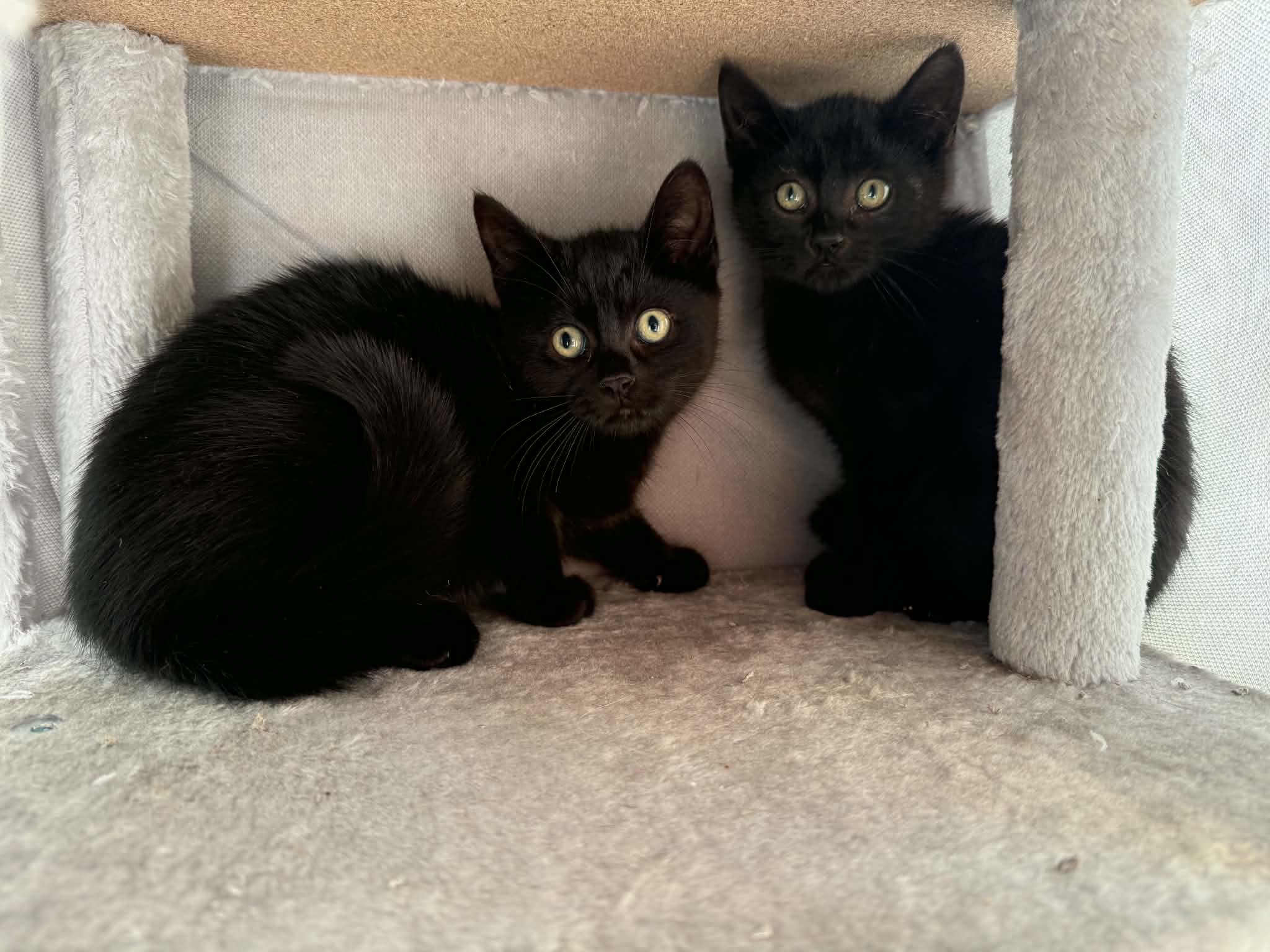 Mint & Apple