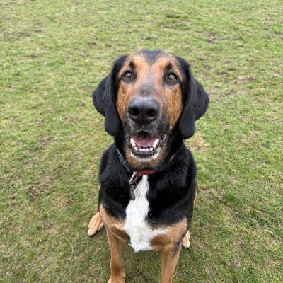 Pluto **ADOPTION IN PROCESS**