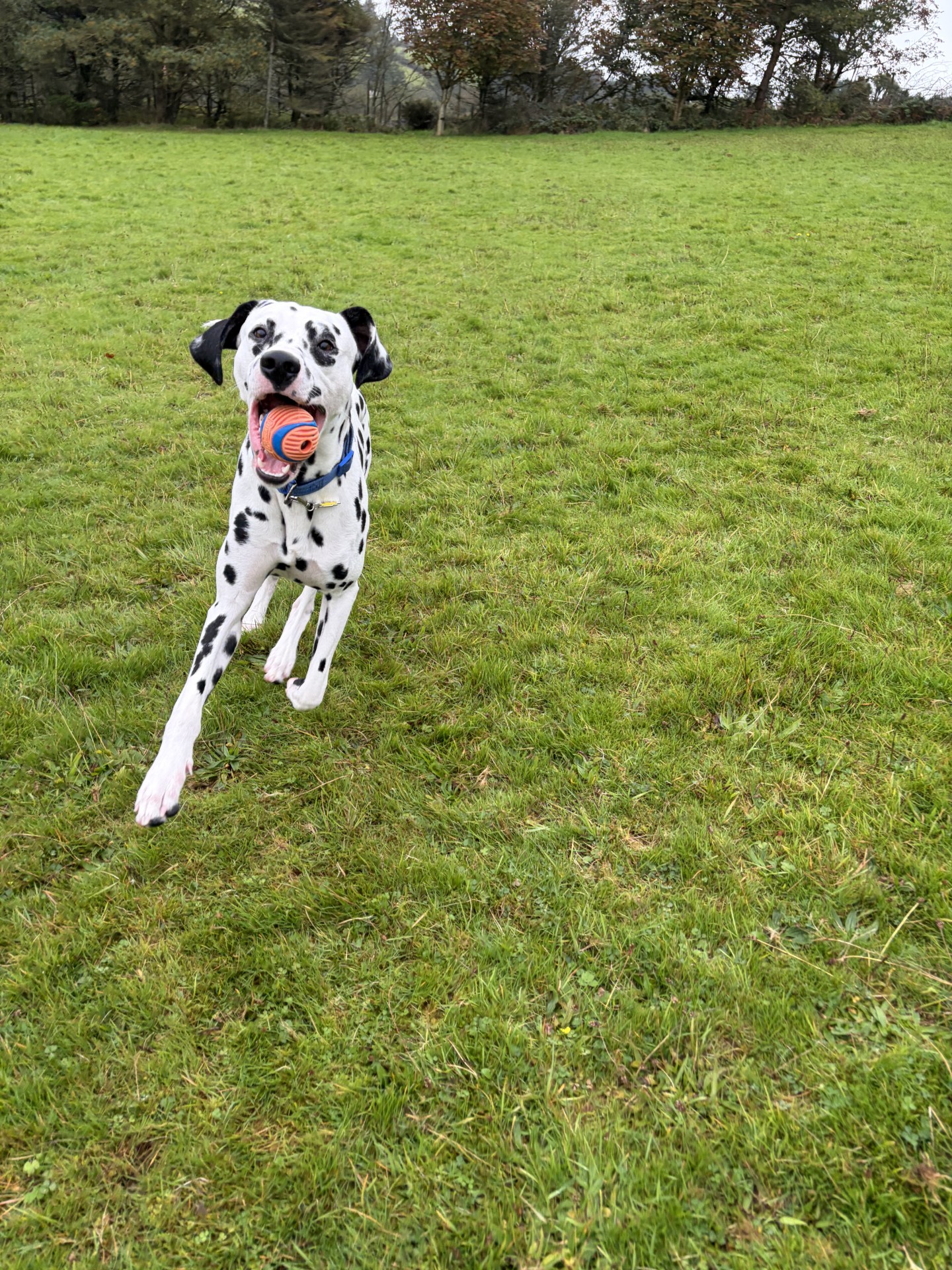 Sparky (2)