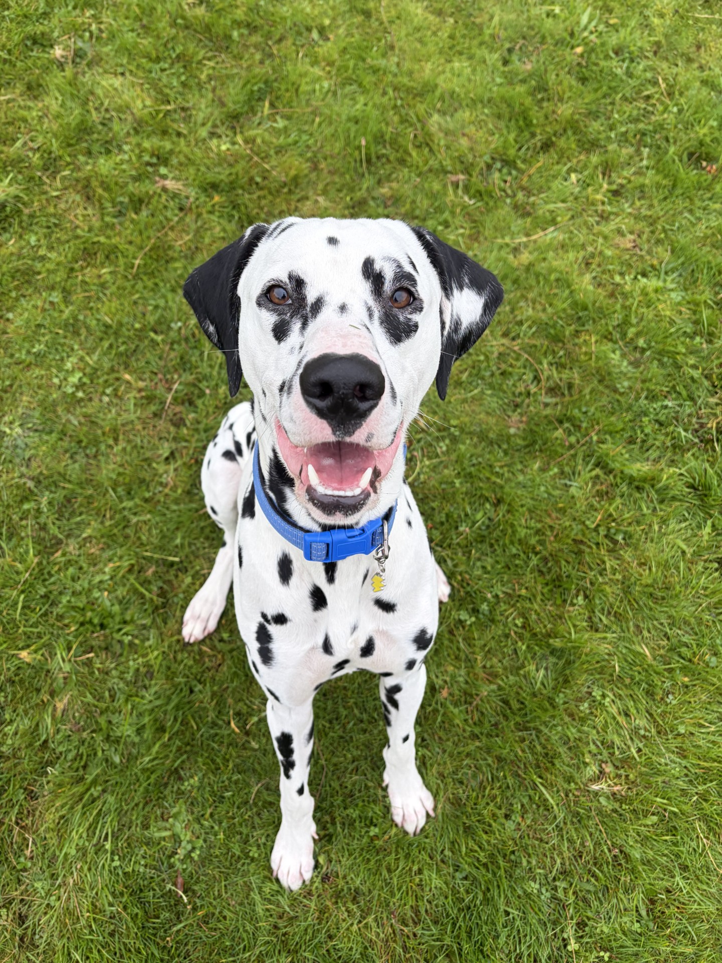Sparky (4)