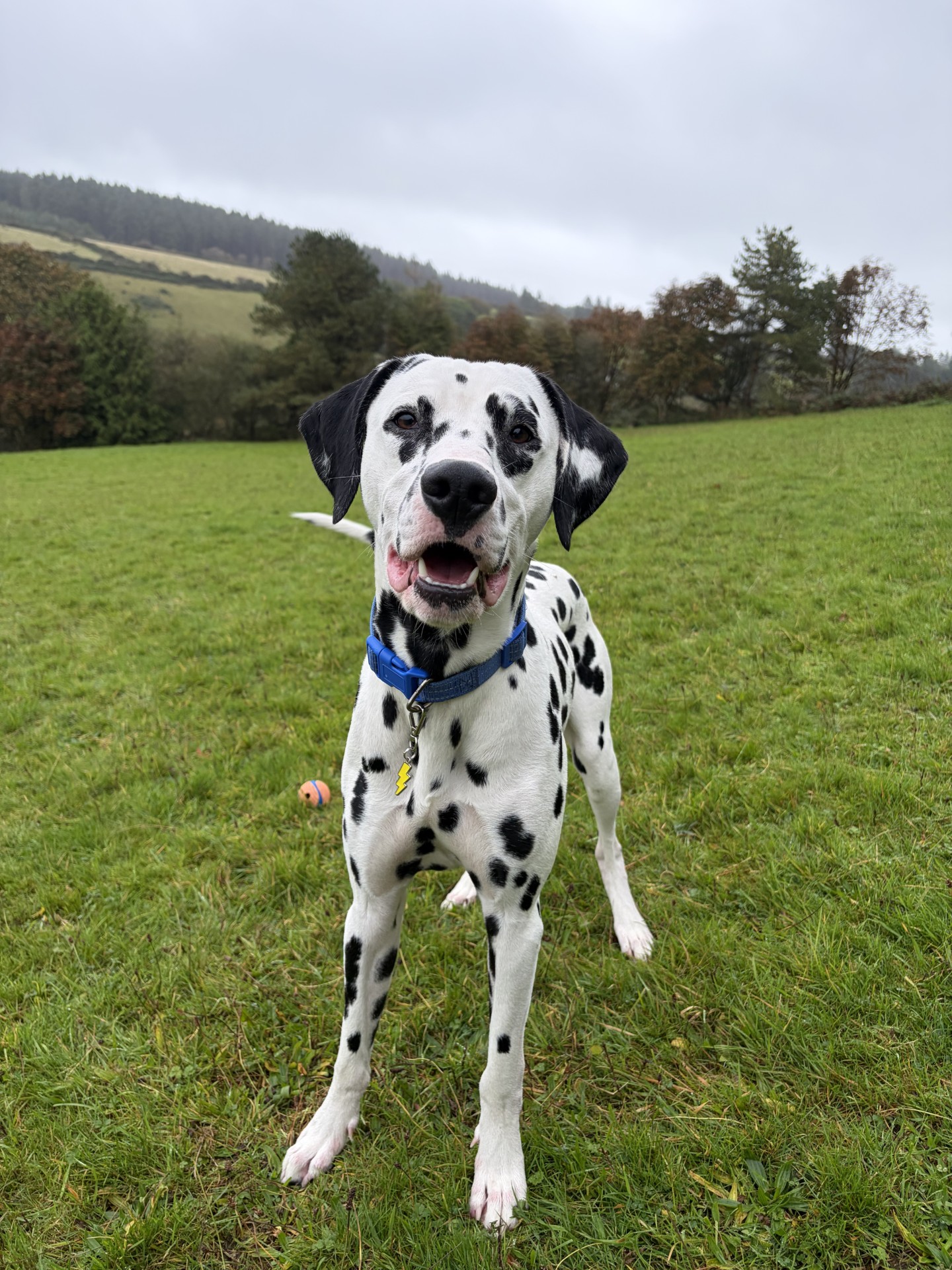Sparky (5)