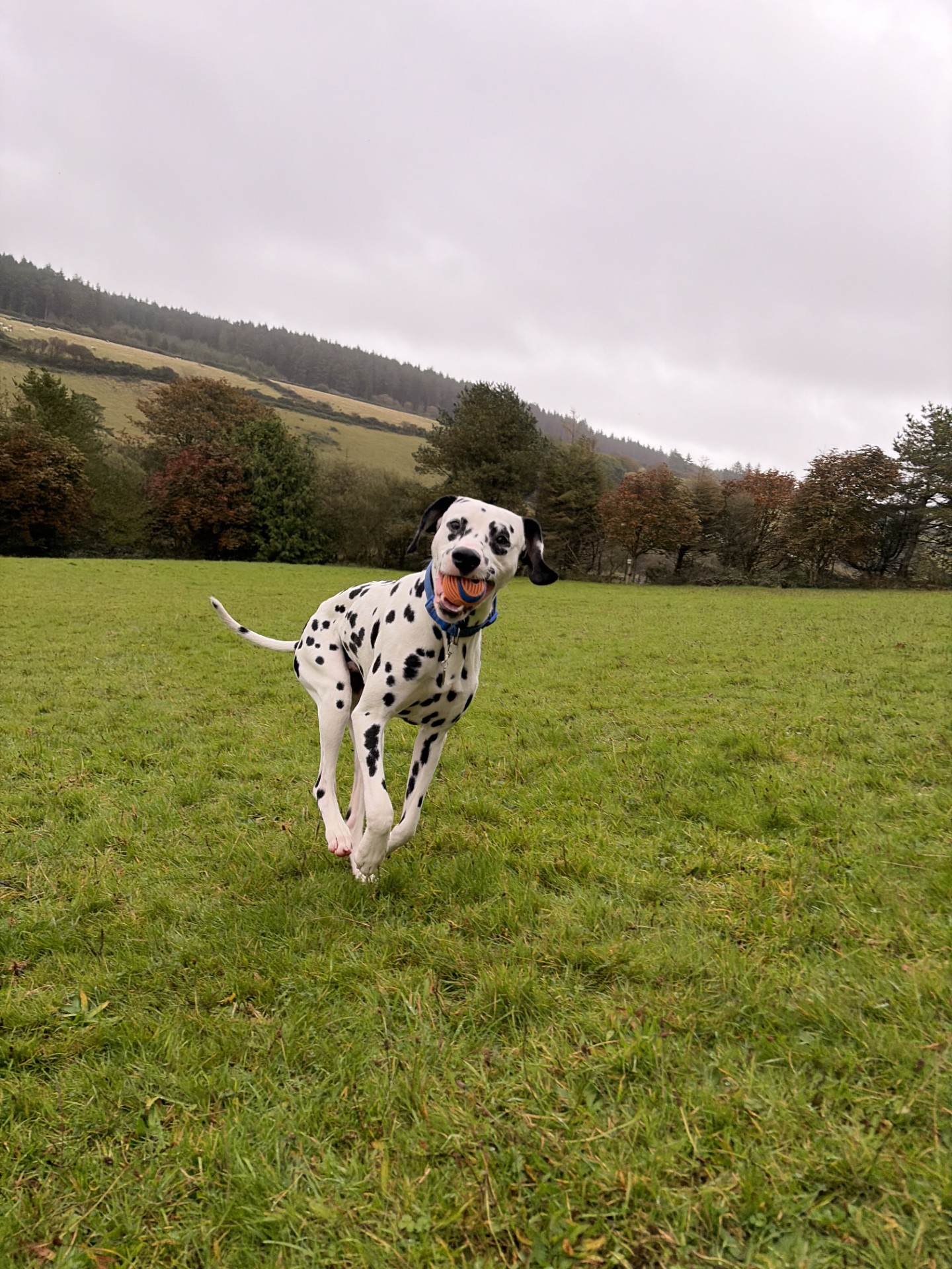 Sparky (6)