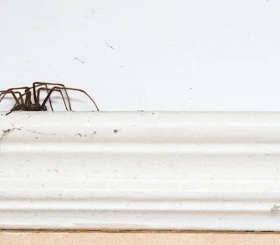 UK House Spider
