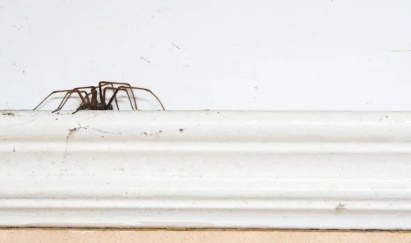 Meet the House Spider: Nature’s Indoor Pest Controller