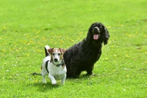 Wilson +Harvey (2)