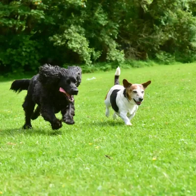 Wilson & Harvey