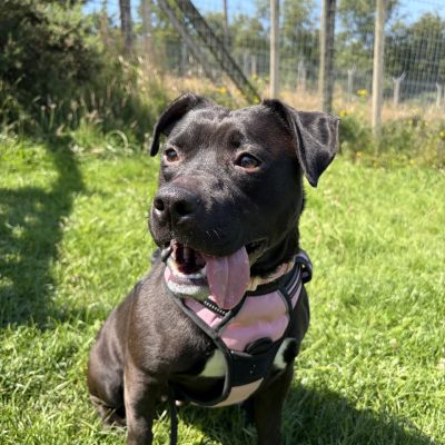 Lily **ADOPTION IN PROCESS**