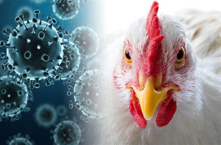 ‘Bird Flu’ and What To Do